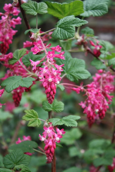  Ribes Pulborough Scarlet 