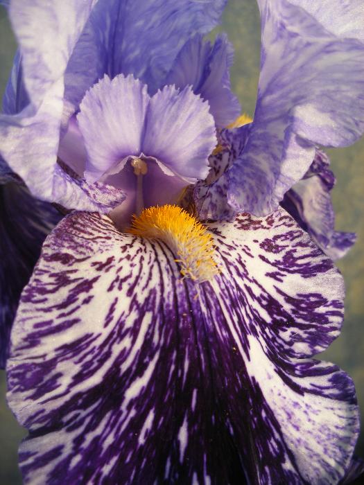  Iris Millennium Falcon 