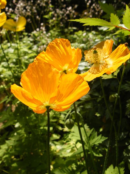  Papaver cambrica - Welsh Poppy 