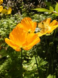  Papaver cambrica - Welsh Poppy 