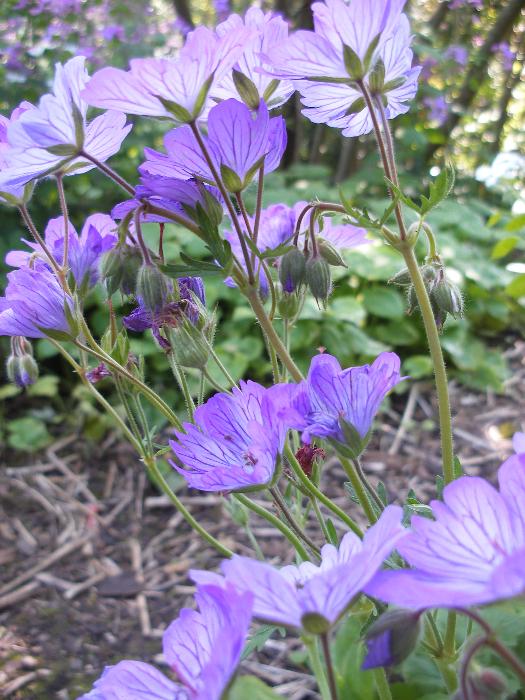  Geranium Mrs Kendall Clark 