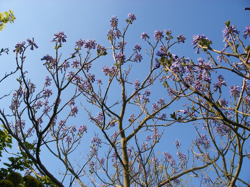  Pulownia tomentosa 