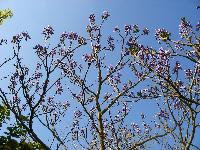  Pulownia tomentosa 