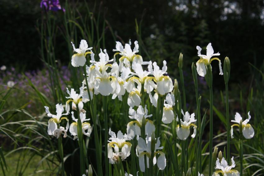  Iris Rimouski  - Siberian 