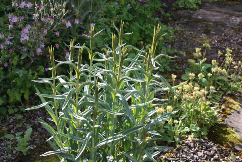  Lysimachia ephemerum 
