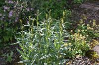  Lysimachia ephemerum 