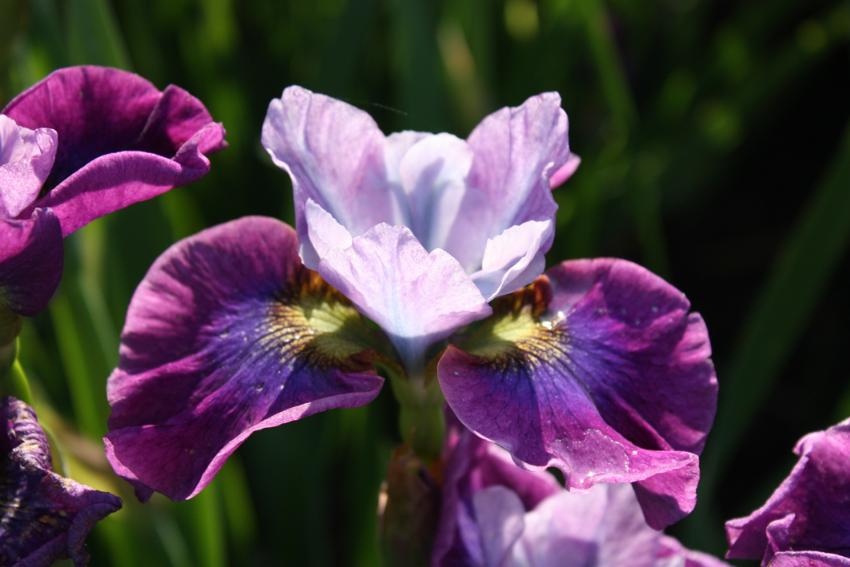  Iris Stephen Wilcox - Siberian 
