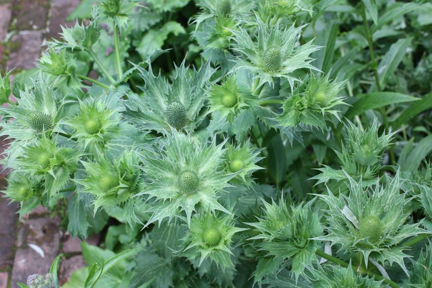  Eryngium giganteum 