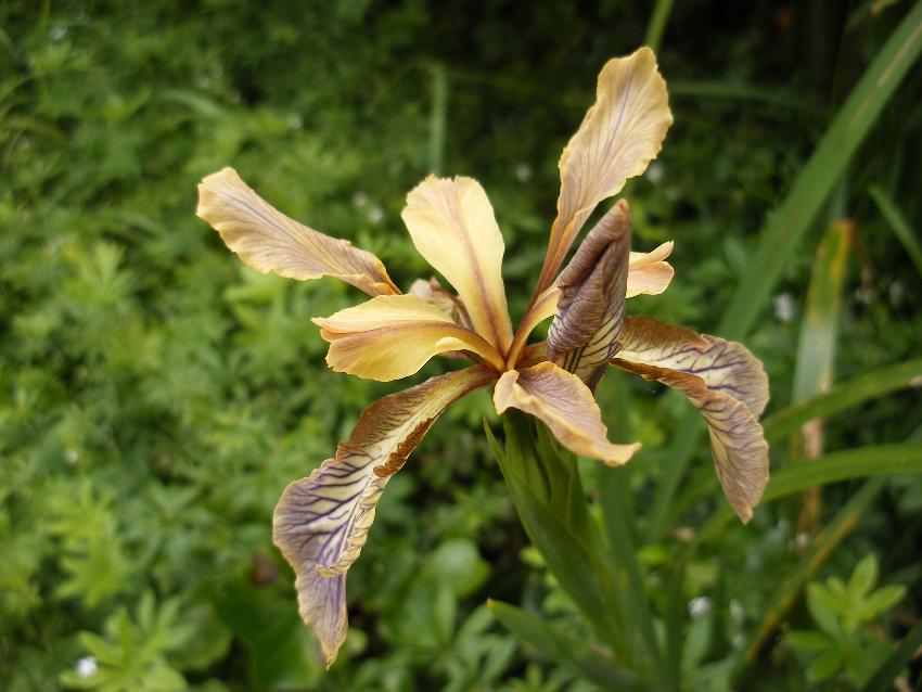 Iris foetidissima - an interesting colour form 