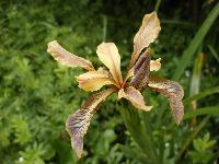  Iris foetidissima - an interesting colour form 