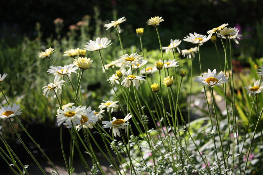  Anthemis Tinpenny Sparkle 