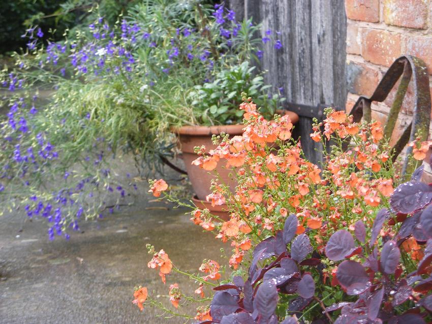  Diascia Tangerine 