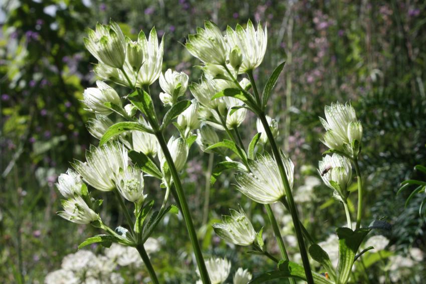  White Astrantia seedling 