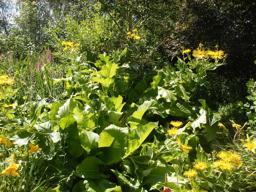  Inula gigantea 
