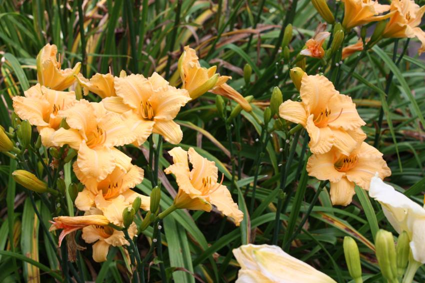  Hemerocallis Naomi Ruth 