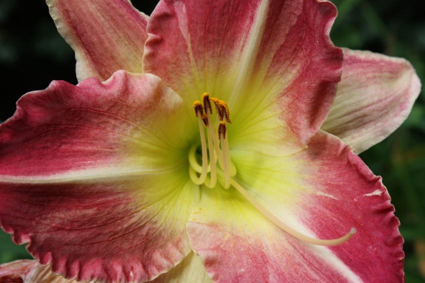  Hemerocallis Painter Poet 