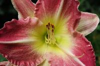  Hemerocallis Painter Poet 