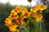  Helenium Zimbelstern 