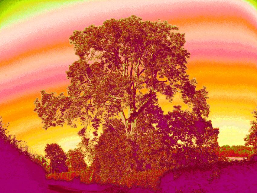  Our Ash Tree 