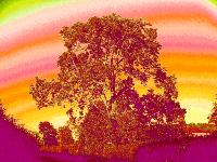  Our Ash Tree 