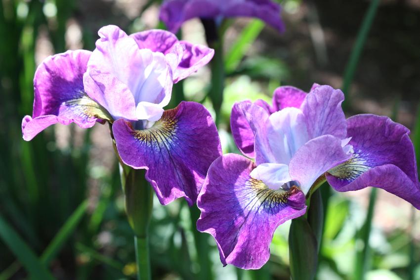  Iris 'Stephen Wilcox'  