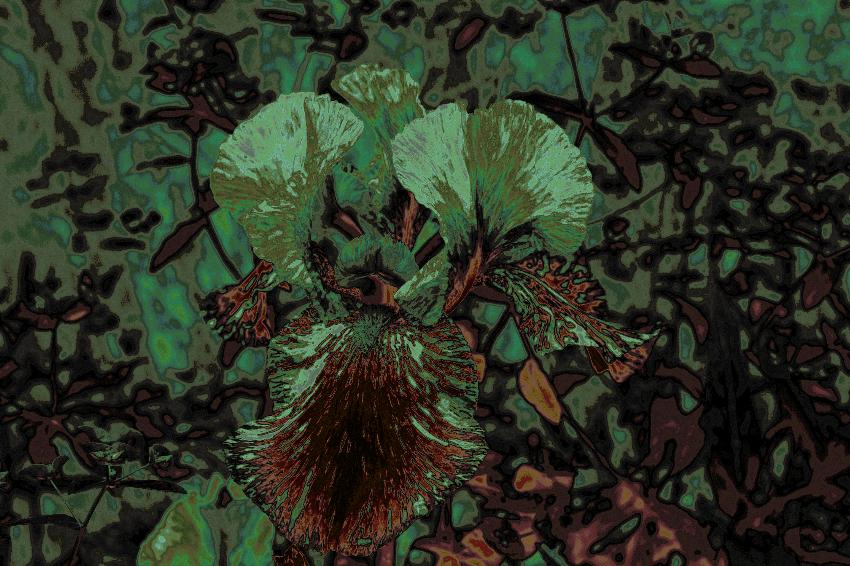  Iris 'Millennium Falcon' in a different light? 