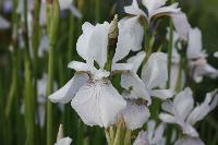  Iris 'Osborne's Grey'  