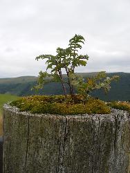  A gate post near Tal-y-bont 