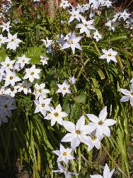  Ipheion at Spetchley 