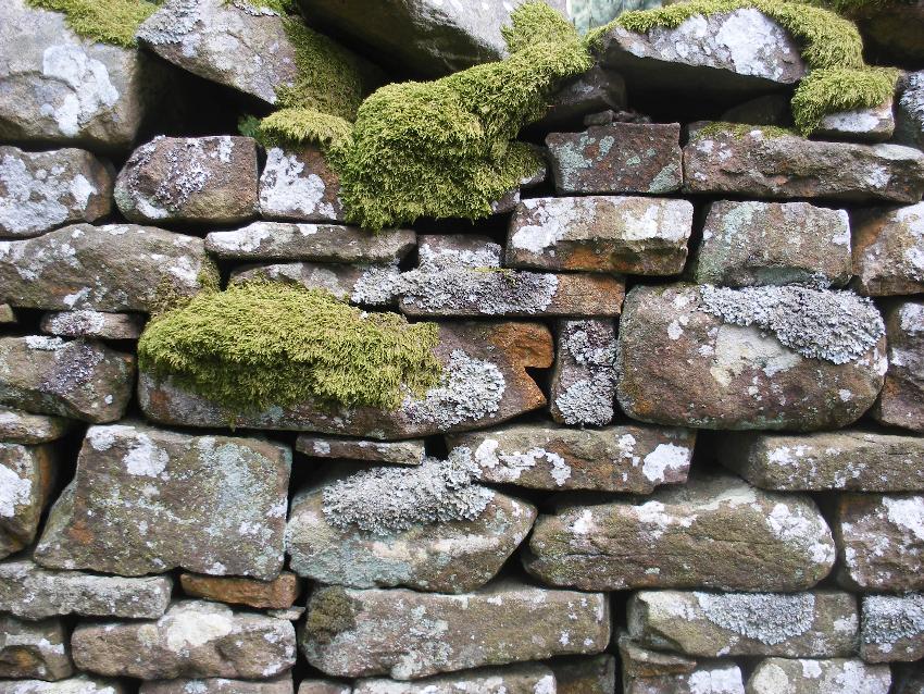  Wall on the way back to Tal-y-bont 