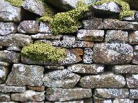  Wall on the way back to Tal-y-bont 