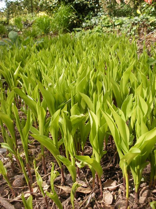  Lily of the Valley, Aulden 