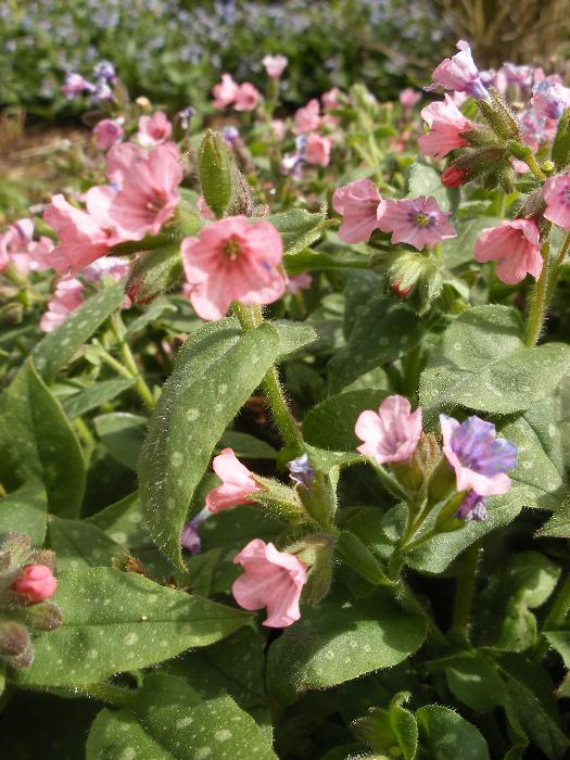  Pulmonaria - but which? 