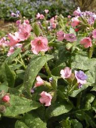  Pulmonaria - but which? 