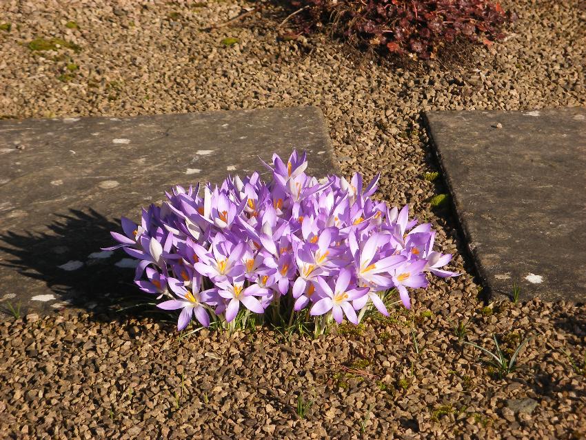  Crocus at Ivycroft 