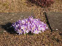  Crocus at Ivycroft 