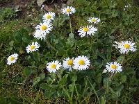  Wild bellis, Aulden 