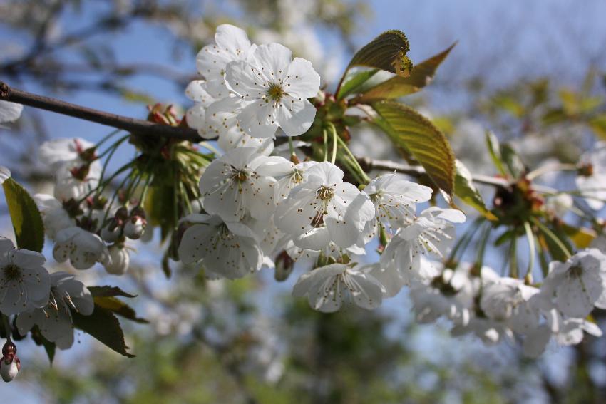  Prunus tai haku, Aulden 