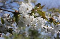  Prunus tai haku, Aulden 