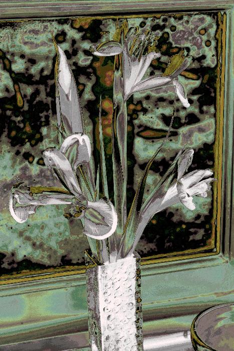  After the iris show, three Dutch iris going over 