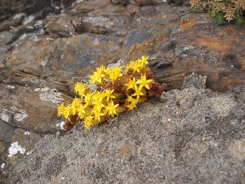  Wild sedum, Tenby 