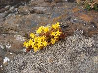  Wild sedum, Tenby 