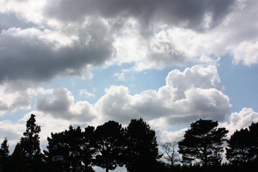  Sky at Wisley - should have been watching the irises! 