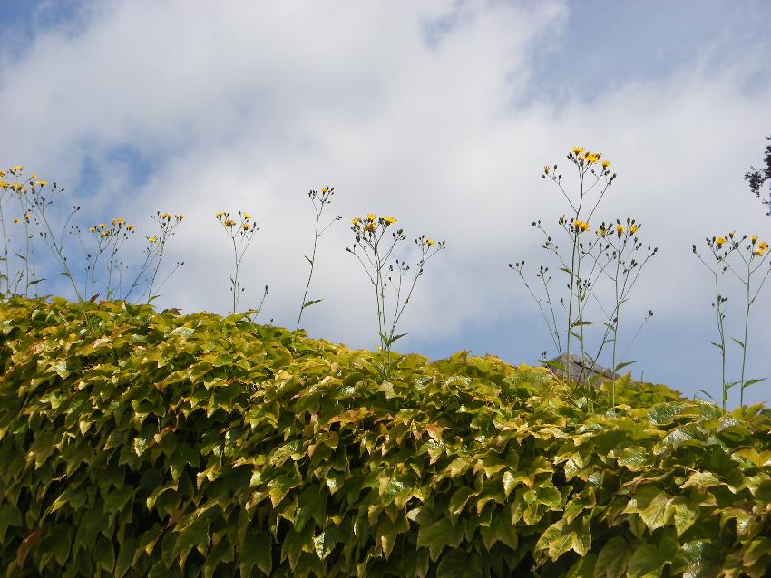  Guess which garden? - not Aulden 