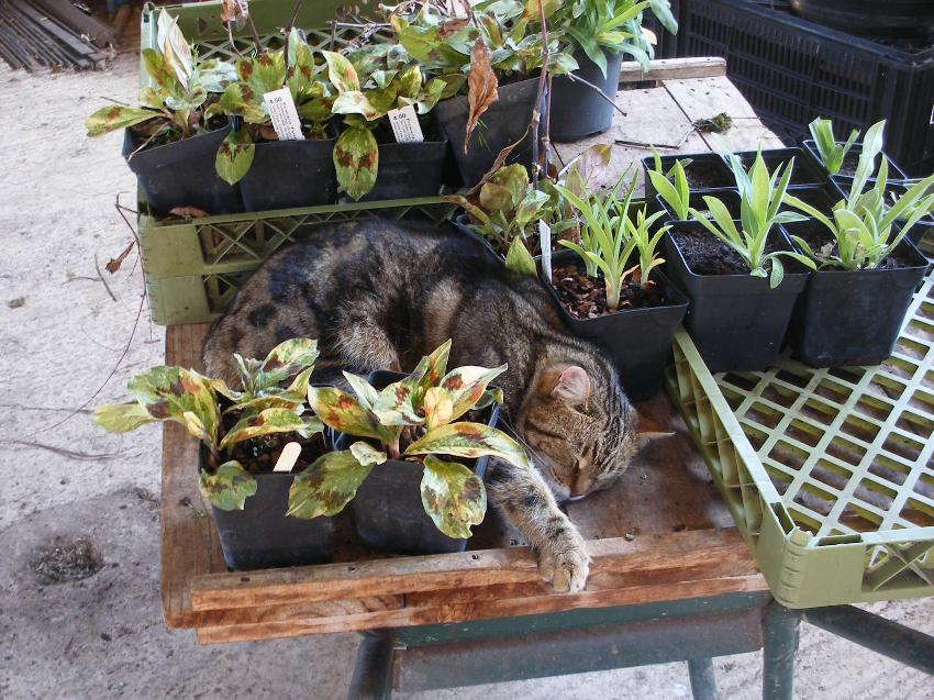  Wheelbarrows were made for this 