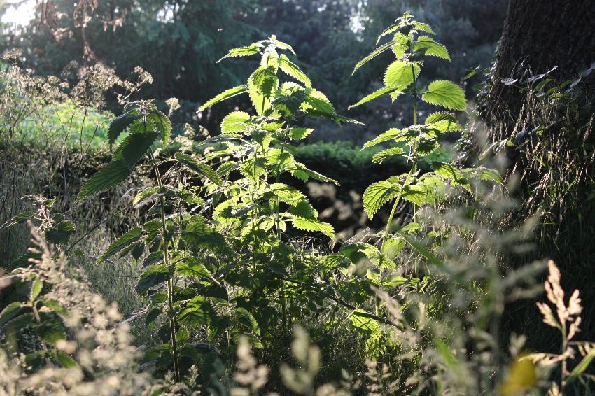  Weeds left for effect, Aulden 