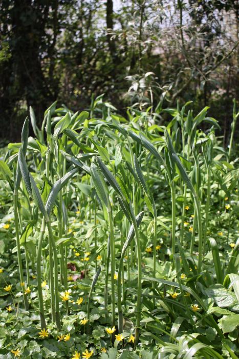  Solomon's Seal, Aulden 
