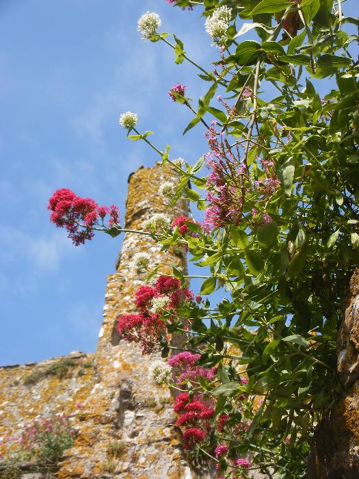  Centranthus ruber at Manorbier 