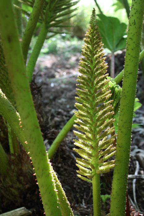  Gunnera, Aulden 