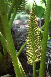  Gunnera, Aulden 